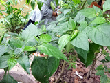 「Natural Agriculture Centre」