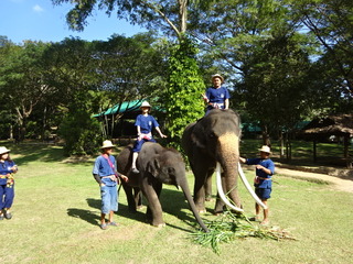 「MAESA ELEPHANT CAMP」