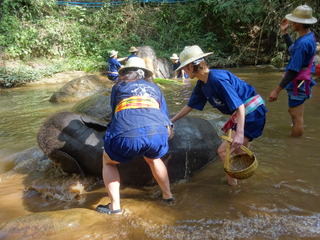 「MAESA ELEPHANT CAMP」