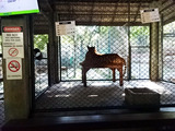 「Tiger Kingdom」