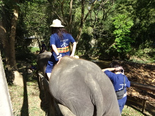 「MAESA ELEPHANT CAMP」