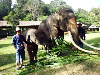 「MAESA ELEPHANT CAMP」