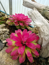「QUEEN SIRIKIT BOTANIC GARDEN」