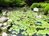 地獄めぐり