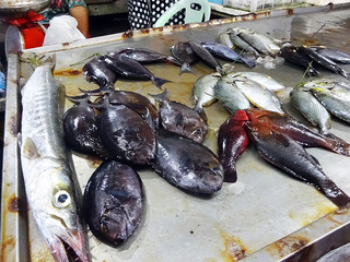 FIsh Market