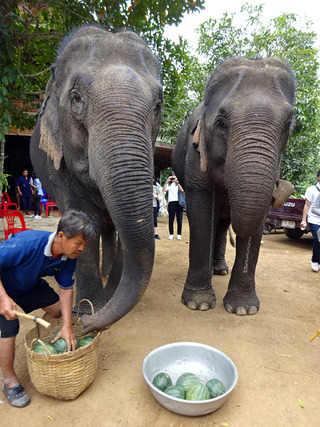 「Sri Satchanalai Elephant Conservation Center」