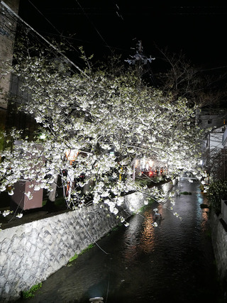 yanagikoji19