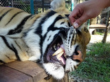 「Tiger Kingdom」