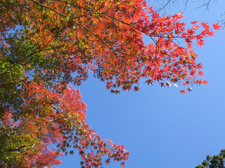 2018箕面の滝