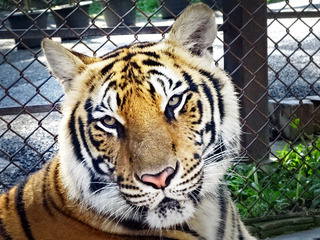 「Tiger Kingdom」