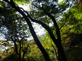箕面の滝散策