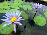 「QUEEN SIRIKIT BOTANIC GARDEN」
