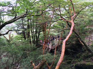屋久島トレッキング