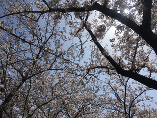 お花見