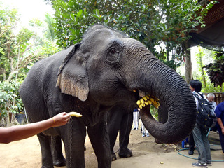 Sri Satchanalai Elephant Conservation Center