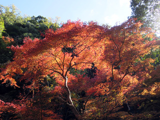 2018箕面の滝