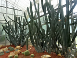 「QUEEN SIRIKIT BOTANIC GARDEN」