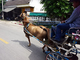 馬車散策