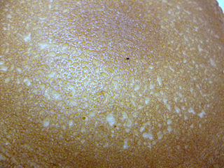 ��á�����ѥ󥱡���<������ۥ��å�>