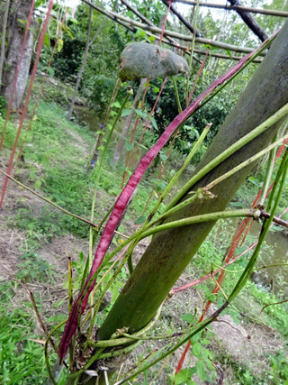 「Natural Agriculture Centre」