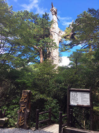 屋久島散策