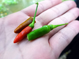 「Natural Agriculture Centre」