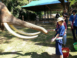 「MAESA ELEPHANT CAMP」