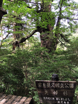 屋久島トレッキング