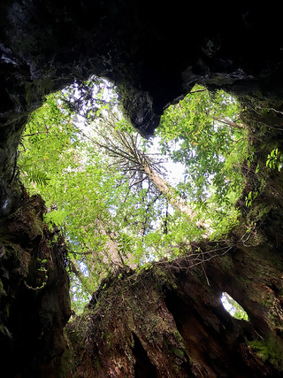 屋久島トレッキング