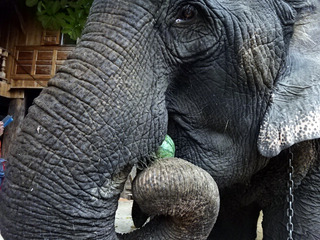 「Sri Satchanalai Elephant Conservation Center」