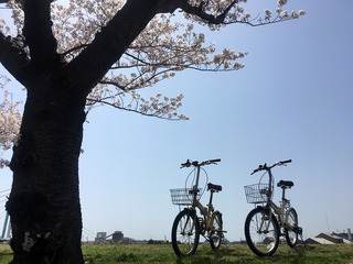 お花見