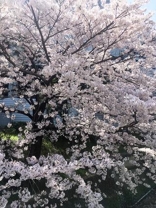 お花見