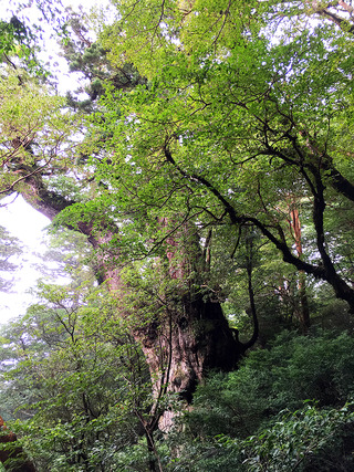 屋久島トレッキング