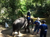 「MAESA ELEPHANT CAMP」