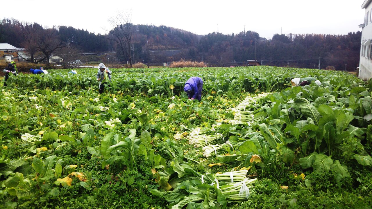 とみき漬物工場横の野沢菜畑 野沢菜漬とみき漬物のあるじのブログ とみき漬物工場横の野沢菜畑 野沢菜漬とみき漬物のあるじのブログ