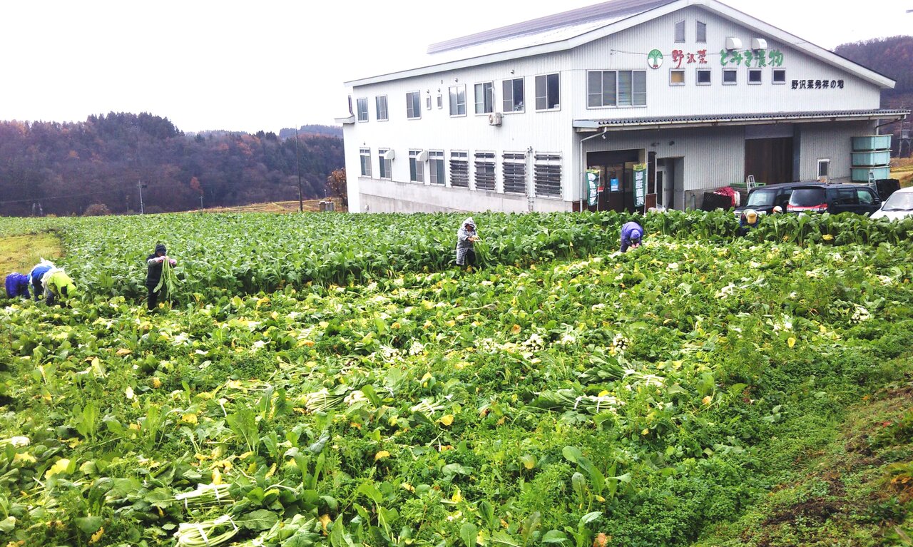 とみき漬物工場横の野沢菜畑 野沢菜漬とみき漬物のあるじのブログ とみき漬物工場横の野沢菜畑 野沢菜漬とみき漬物のあるじのブログ