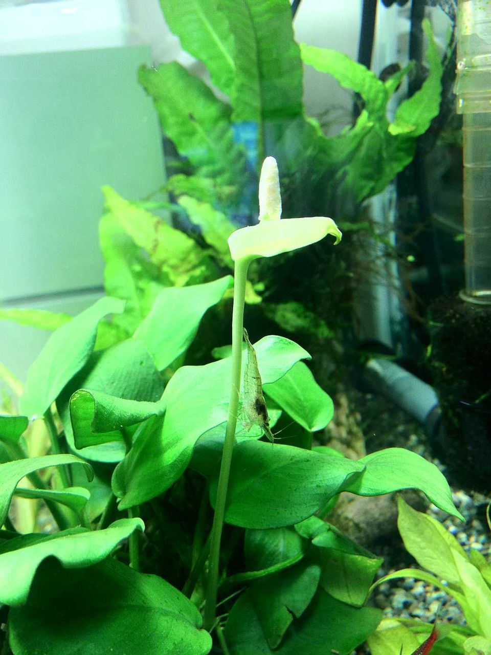 水中花 暗中魚索 水中花 暗中魚索