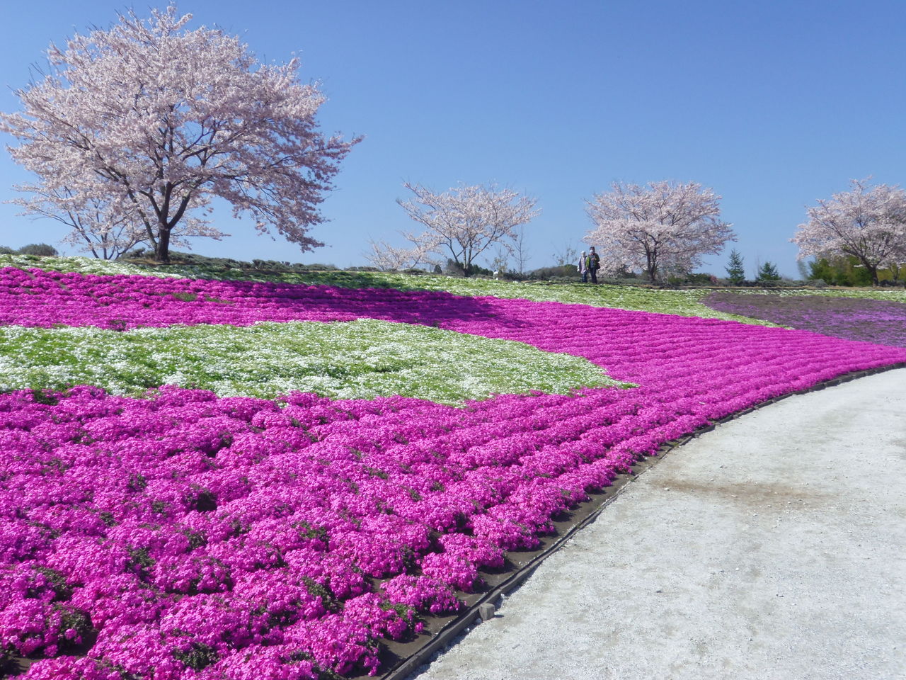 満開のフラワーガーデンに癒される 東京ドイツ村にて Tomiura414のblog ソロ登山家フム君の海と山の別荘日記 満開のフラワーガーデンに癒される 東京ドイツ村にて Tomiura414のblog ソロ登山家フム君の海と山の別荘日記