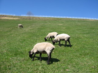 2010_0430_094854AA
