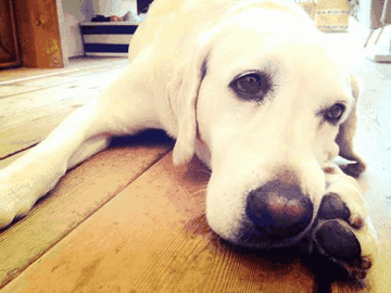 lazy-doggy