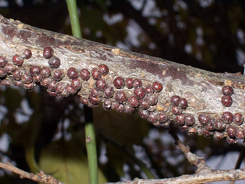 迎え撃ち準備完了 タマカタカイガラムシとの戦い わが縄張り ブラリ散策