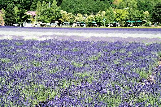 北海道富良野はもうすぐラベンダーの季節です 旅 食 酒 そして猫