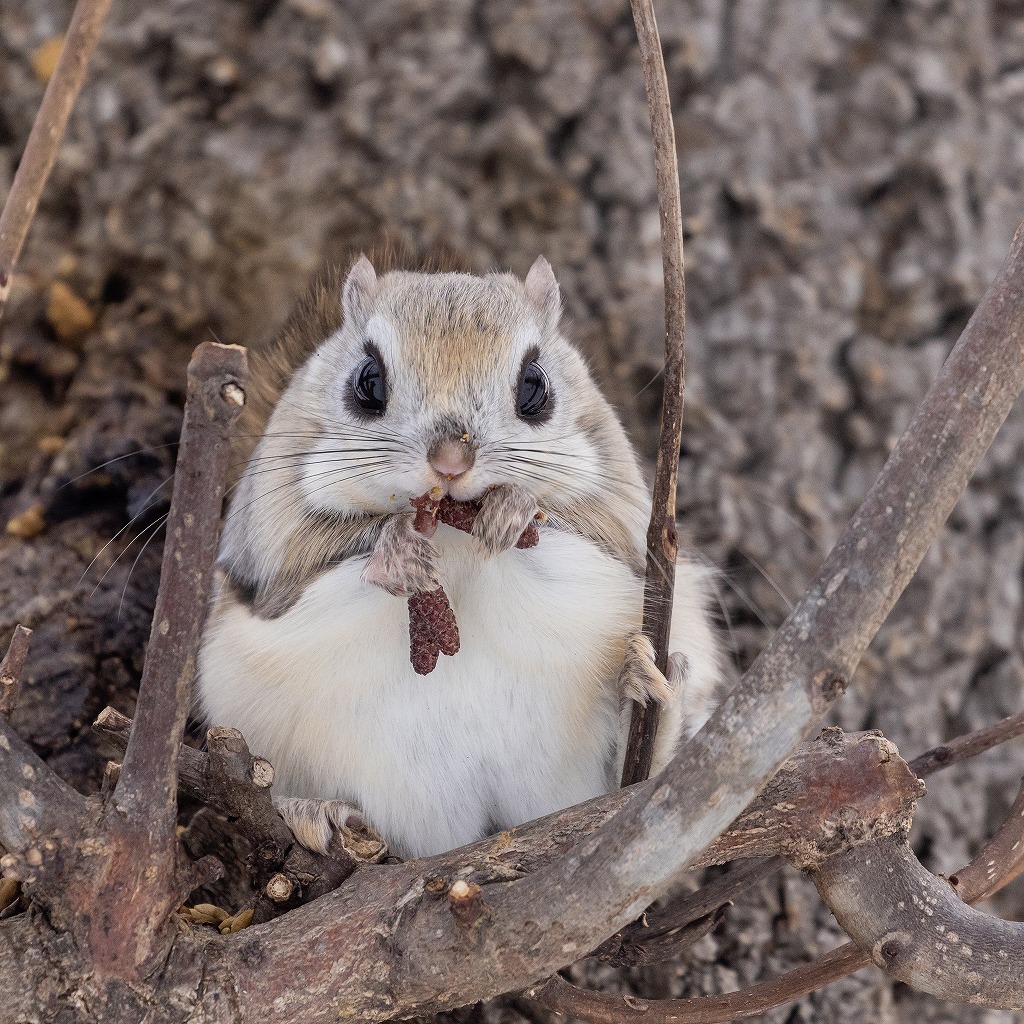 桃の節句なのでモモちゃんことエゾモモンガを 旅 食 酒 そして猫