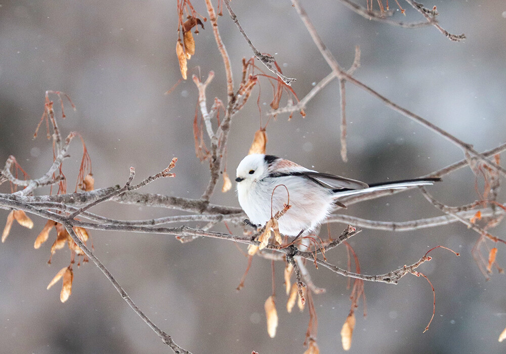 シマエナガや北海道の野鳥たち☆ : 旅・食・酒・そして猫