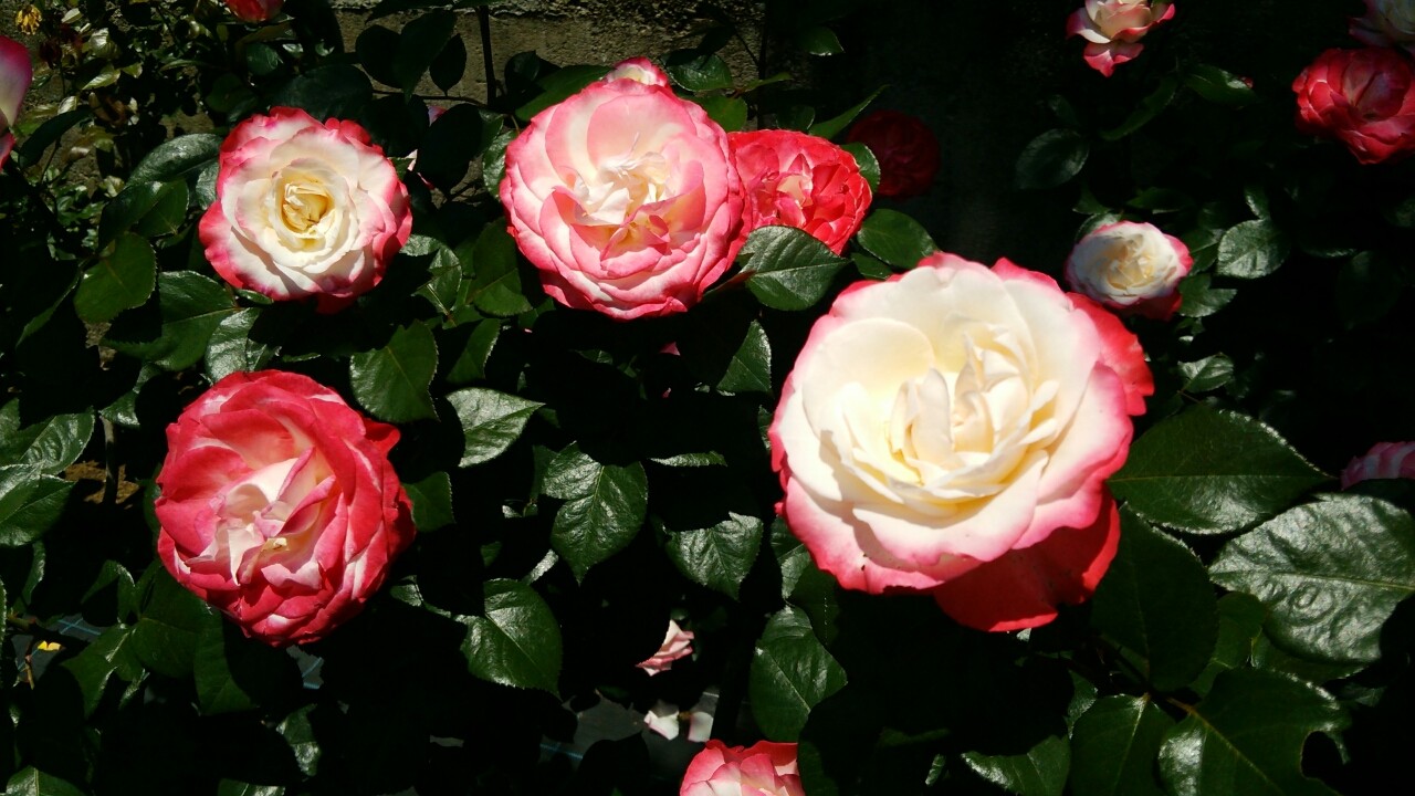 生田緑地 ばら苑編 後 寄り道が近道 生田緑地 ばら苑編 後 寄り道が近道