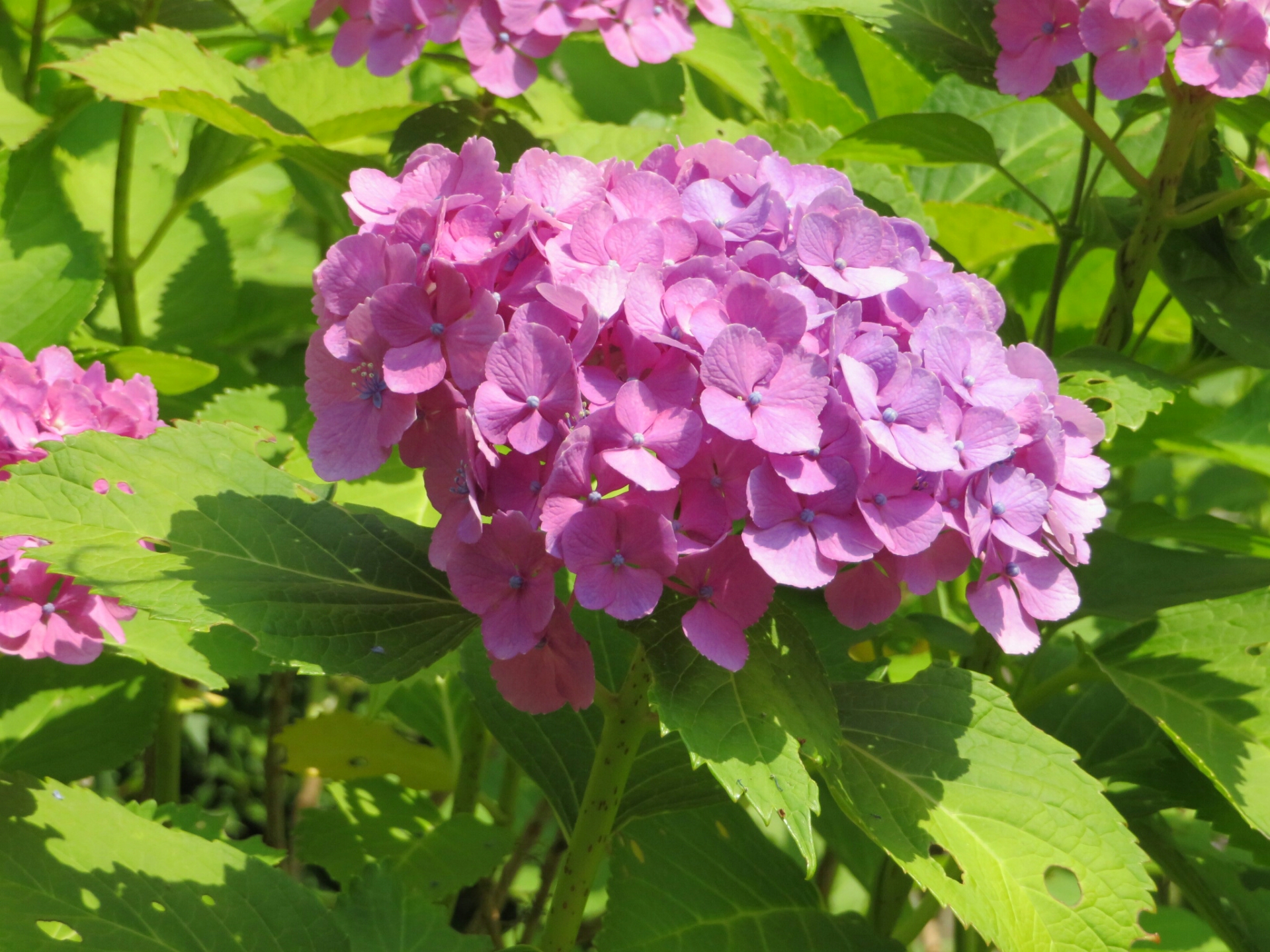 ソロ活動 主に水辺の花見 B 寄り道が近道 ソロ活動 主に水辺の花見 B 寄り道が近道
