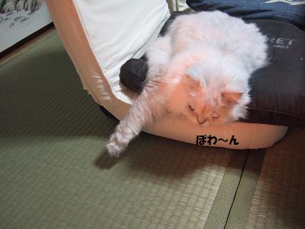 2009_1025みゅう0004