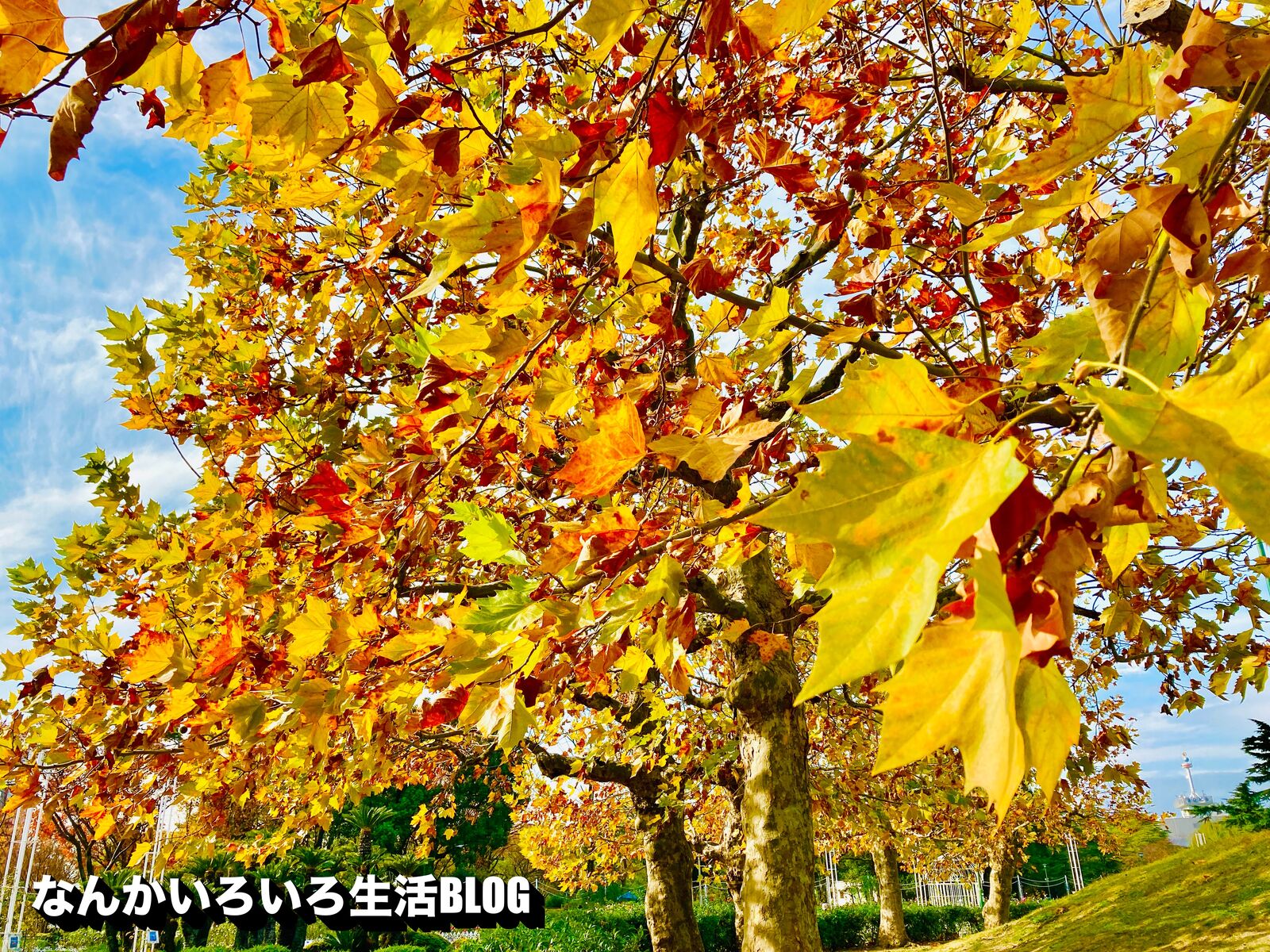 久しぶりの鶴舞公園と紅葉 なんかいろいろ生活ブログ