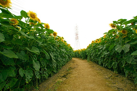 DSC02254