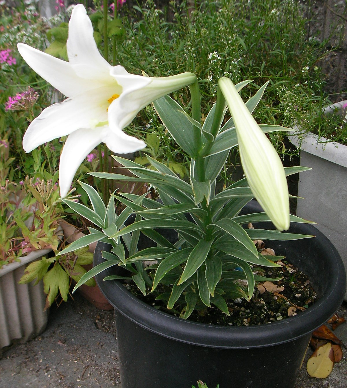 長太郎百合 お花大好き